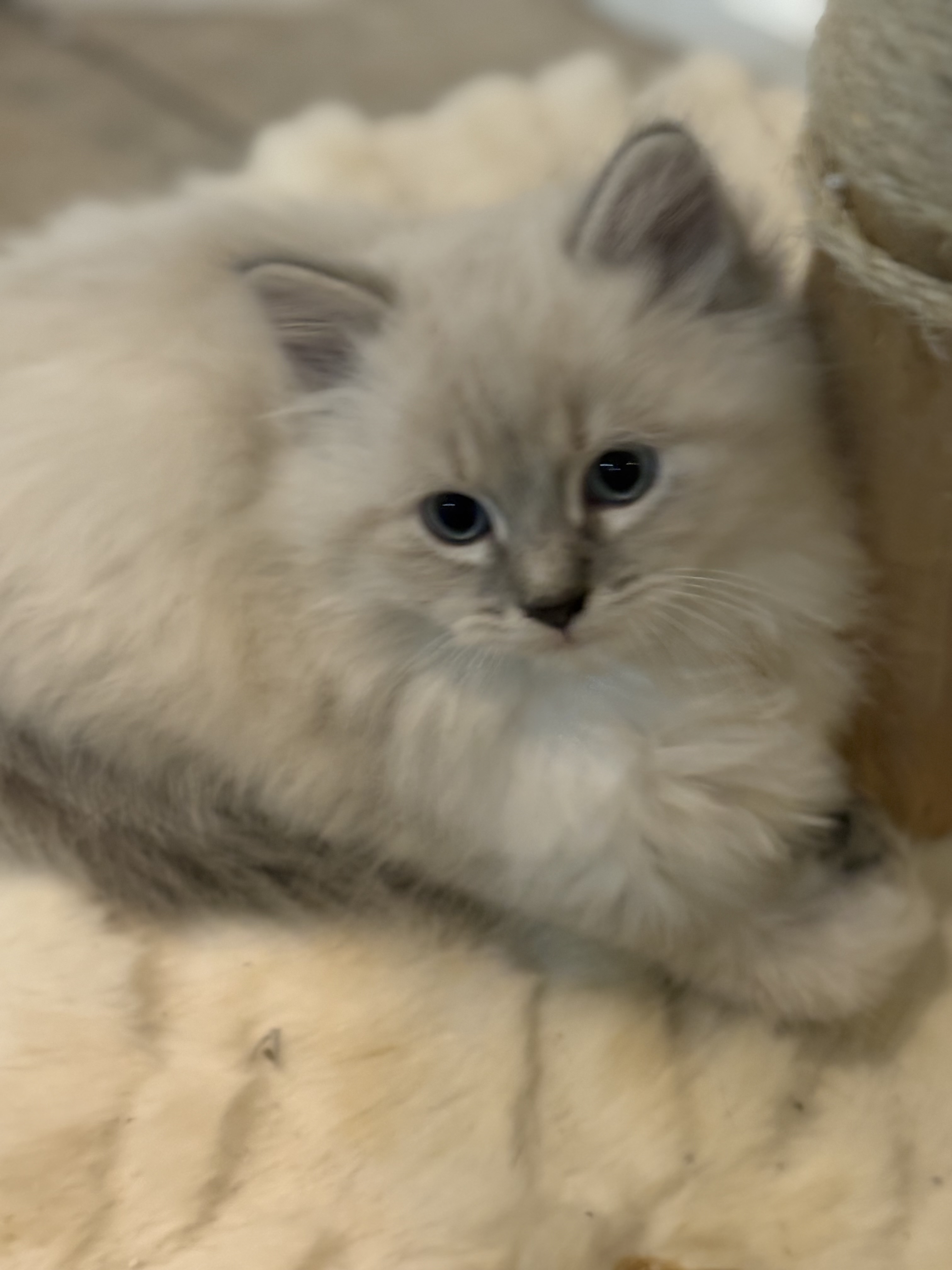 Blue-eyed colorpoint Siberian kitten sitting indoors